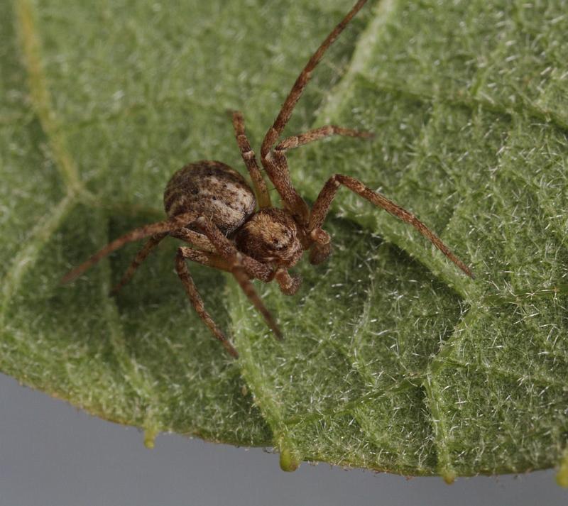 Philodromus_aureolus_D8175_Z_90_Bij afgraving_Nederland.jpg